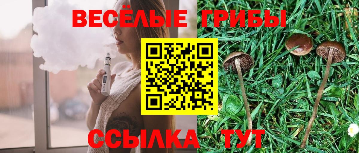 Псилоцибиновые грибы Psilocybe Волоколамск